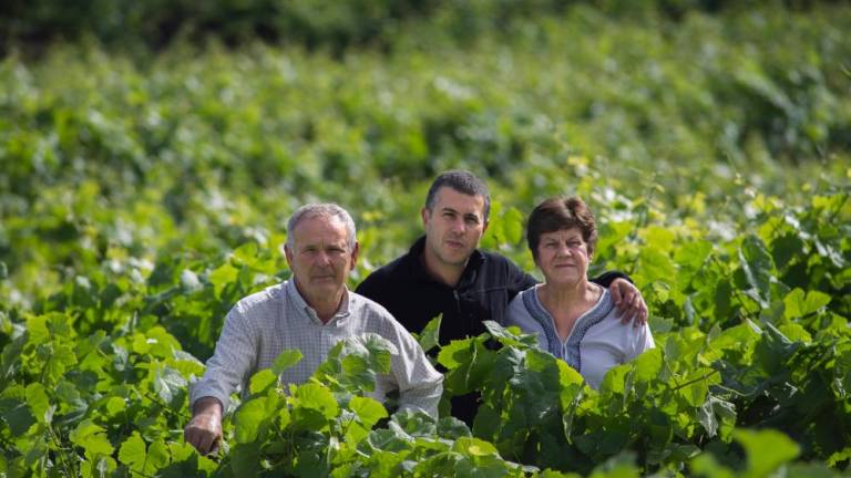 Canarius: el nuevo vino de Bodegas Tajinaste exclusivo para Lidl