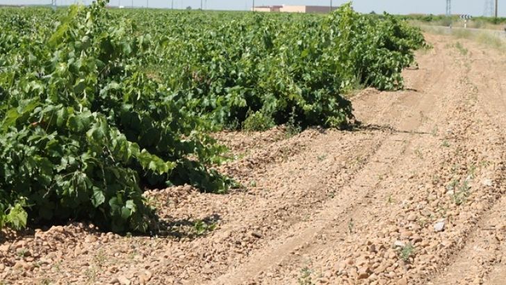 Cae el consumo de vino en abril y mayo un 24 y un 31%, según OeMV, y las exportaciones se reducen un 11,6% en el primer cuatrimestre de 2020