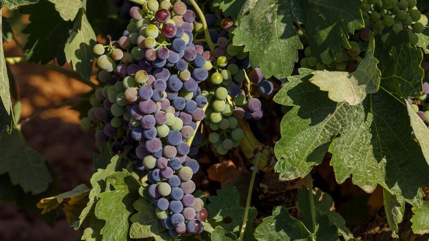 La orden para que la uva con destino a vino no tenga menos de nueve grados se publicará esta misma semana