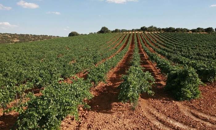 La DO del vino de Valdepeñas, a punto de estallar por el fraude del etiquetado