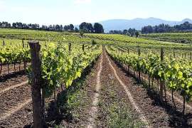 El cava se segmenta para potenciarse como premium