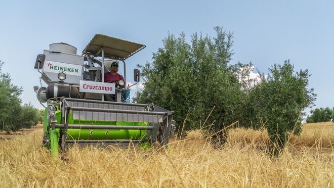 Cruzcampo recoge la cuarta cosecha de cebada cultivada entre olivos