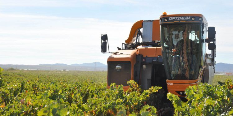 La DOP Cariñena prevé un 8% más de vendimia que en la última década