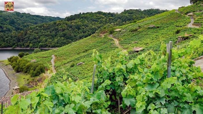 Llega el “Mondial des Vins Extremes” y la D.O. Ribeira Sacra acude con 64 muestras