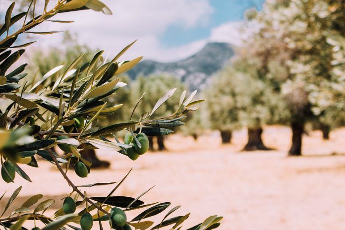 Los precios del aceite de oliva se mantienen, pese a la escasez de virgen extra