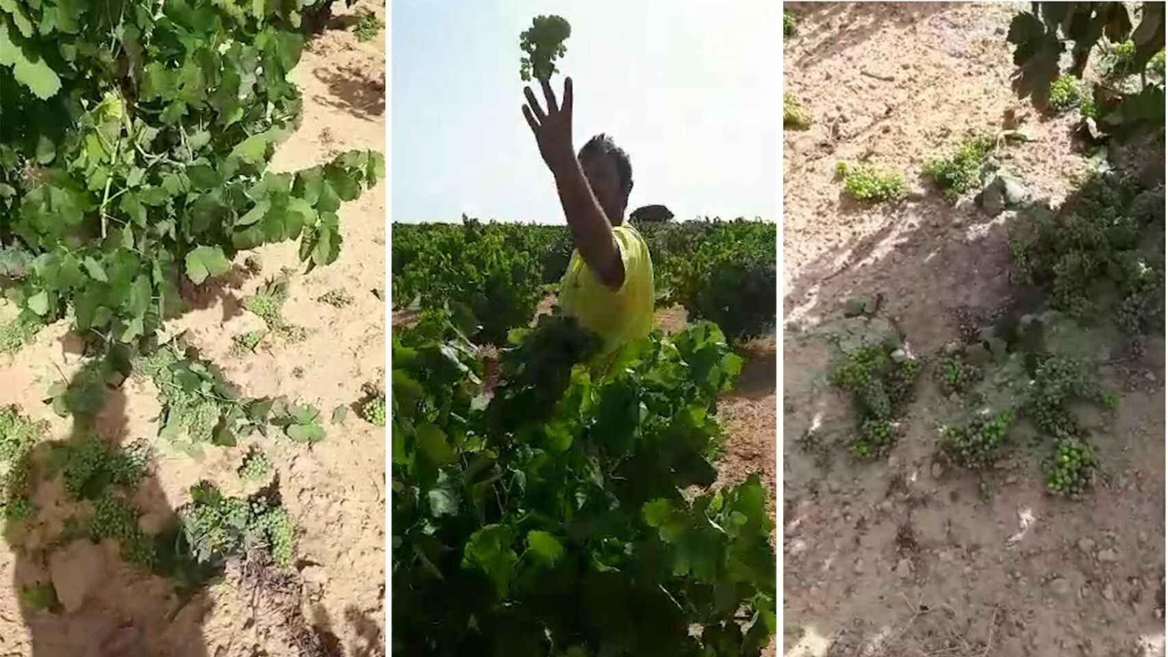 La «ruina total» del vino español: la subvención que obliga a tirar las uvas al suelo a los agricultores