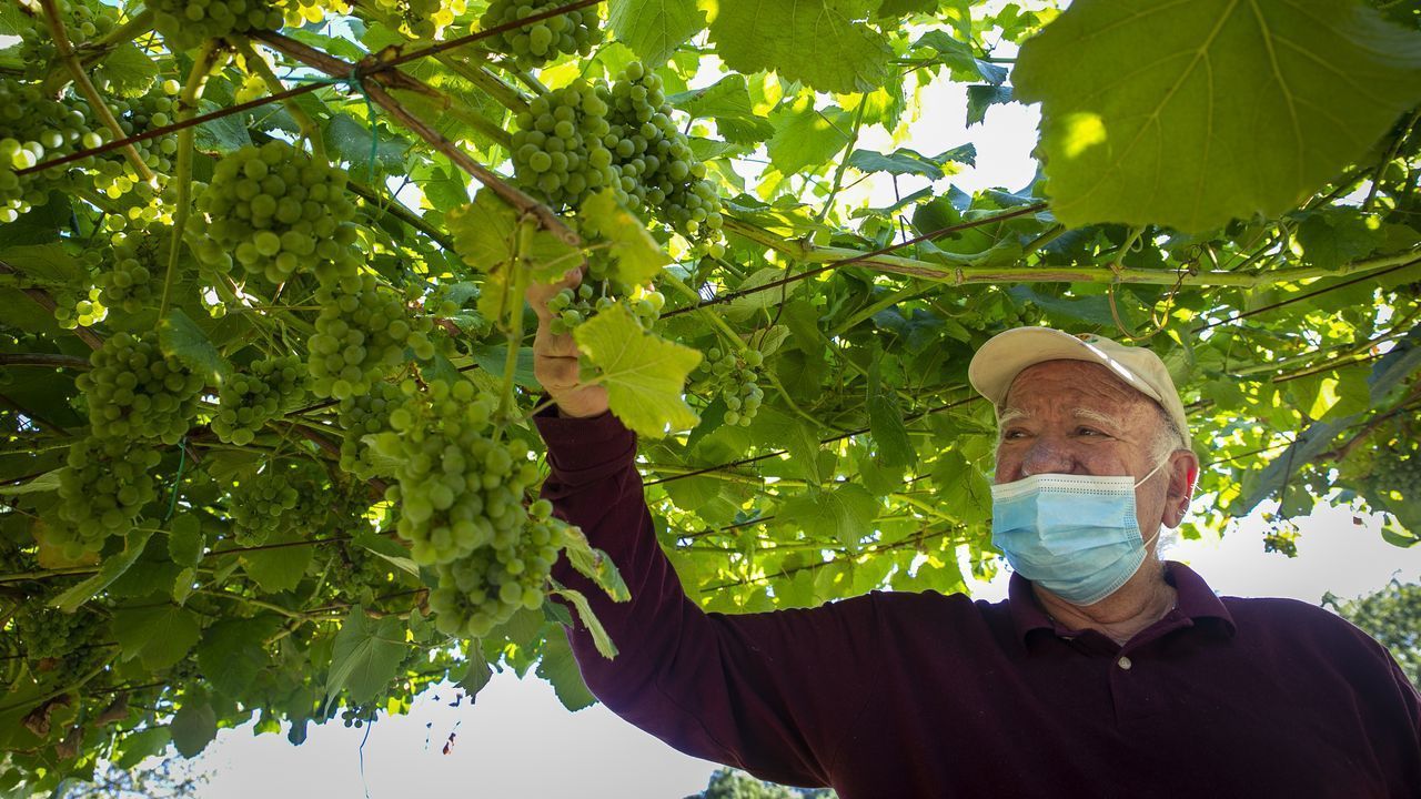 Viños da Terra espera una cosecha excelente en calidad y cantidad