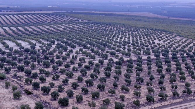 España pierde el liderazgo en aceite de oliva en EEUU bajo la amenaza de más aranceles