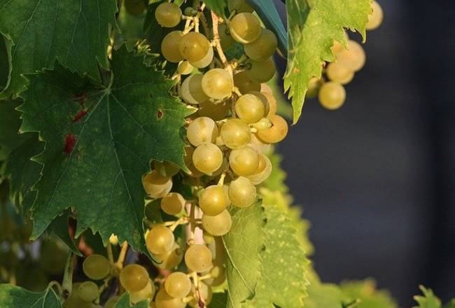 El sector vitivinícola cuenta con los contratos homologados de compra/venta de uva y vino