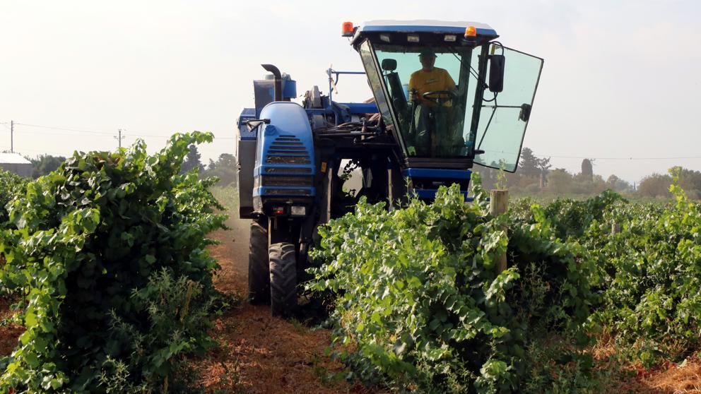 Indignación entre los viticultores ante los bajos precios para la uva del cava