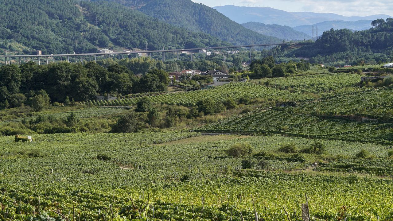 O Ribeiro teme que limitar la uva para vino de mesa incite al abandono