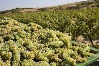 APAG Extremadura Asaja denuncia el «precio ruinoso» de la uva de cava