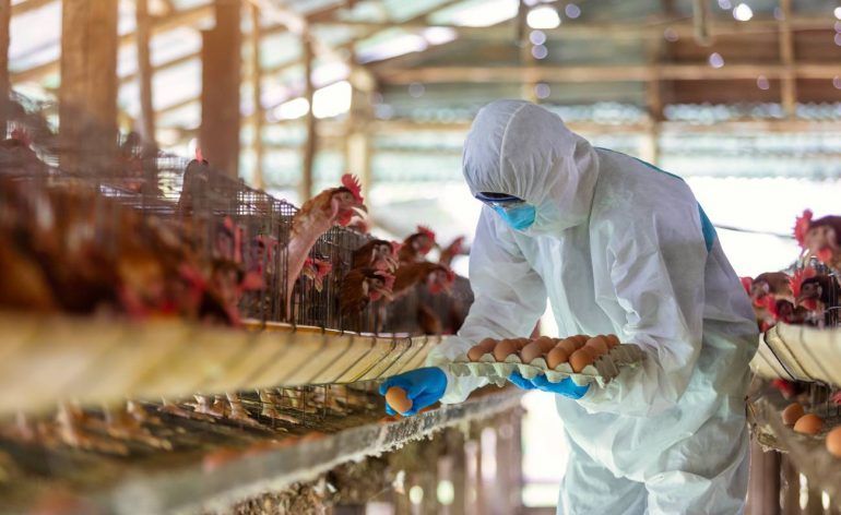 La pandemia de COVID-19 amenaza la seguridad alimentaria global