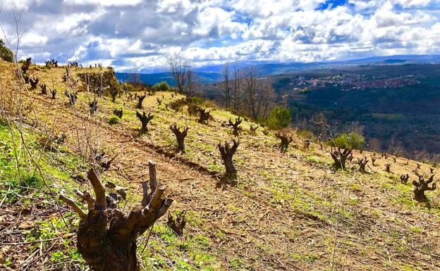 «Buscar el mejor vino posible y el cultivo integrado en la naturaleza son las bases»