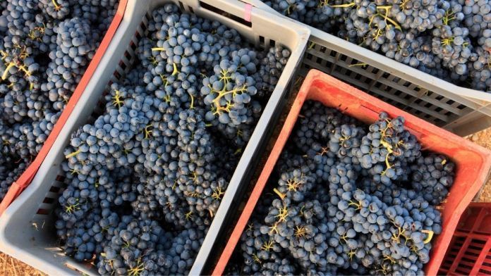 En vendimia no se recogerá uva para vino con menos de 9º baumé
