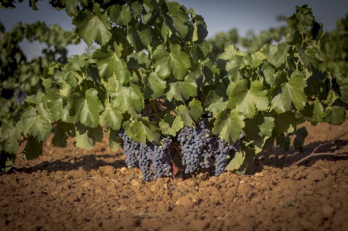 Garnacha Tintorera, nueva variedad para la D.O. La Mancha