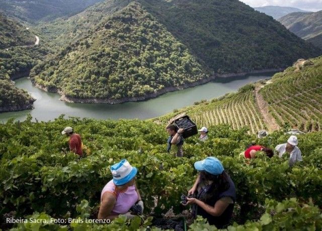 El 1% más especial del “planeta vino”