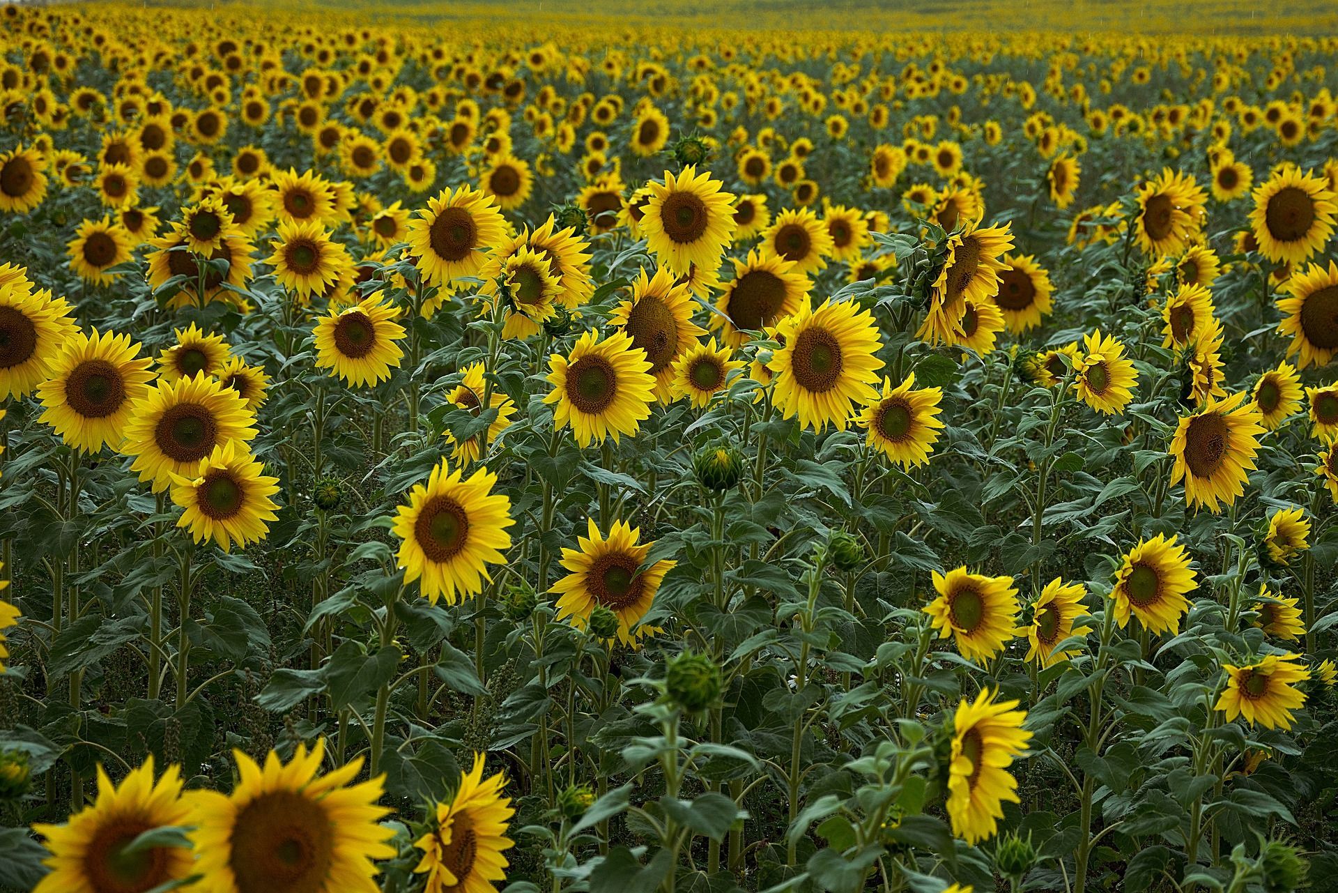 Cae un 30% el precio del aceite de girasol