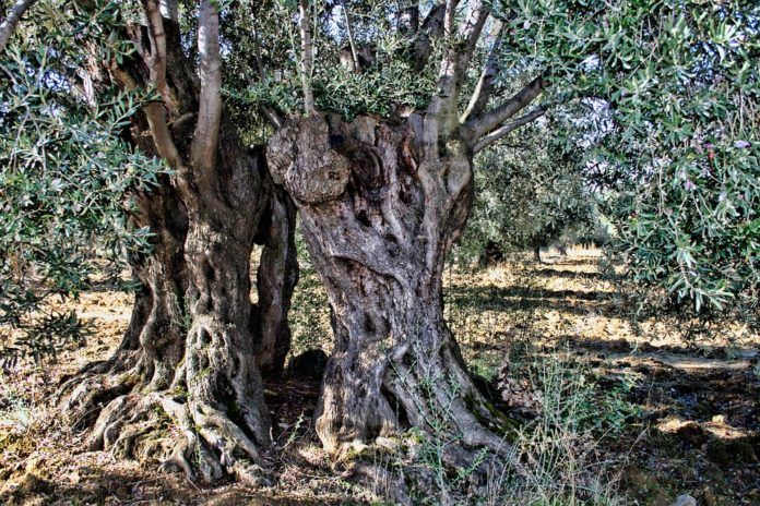Septiembre arranca con alzas en los precios en origen del aceite de oliva