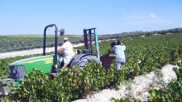 UPA-UCE denuncia que los bodegueros están imponiendo precios de la uva que no cubren los costes de producción