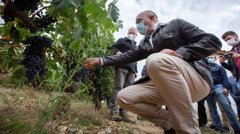 Nuevo récord de producción de vino en el año de crisis de covid