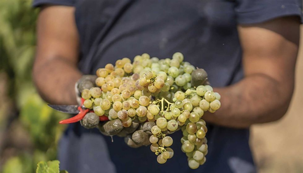 La DO Cava se vuelca en asegurar el origen y cumplimiento de las exigentes normativas cualitativas de la vendimia