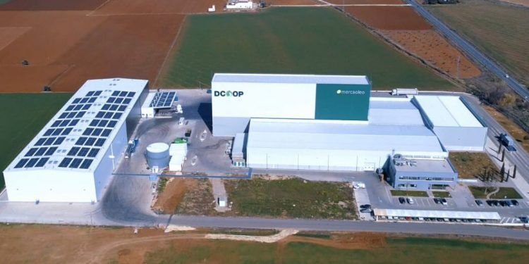 Dcoop se suma al proyecto cooperativo de concentración de la oferta oleícola