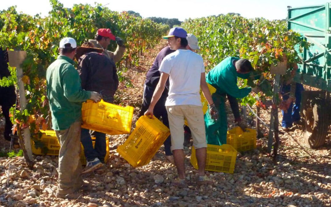 El MAPA deja en manos del sector la solución a la crisis del vino y baraja aumentar del 10 al 15% el volumen de alcohol de los subproductos