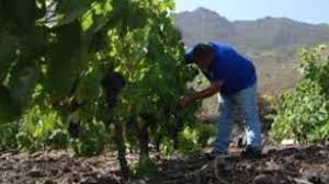 La prestigiosa guía de Robert Parker premia al vino herreño