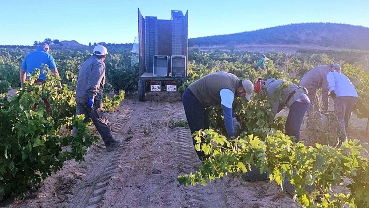 El sector del vino en Toro pide eliminar aranceles “para generar crecimiento y empleo”
