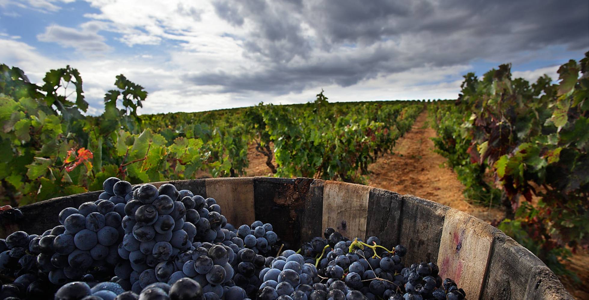 Las pérdidas de la hostelería lastran a las bodegas españolas