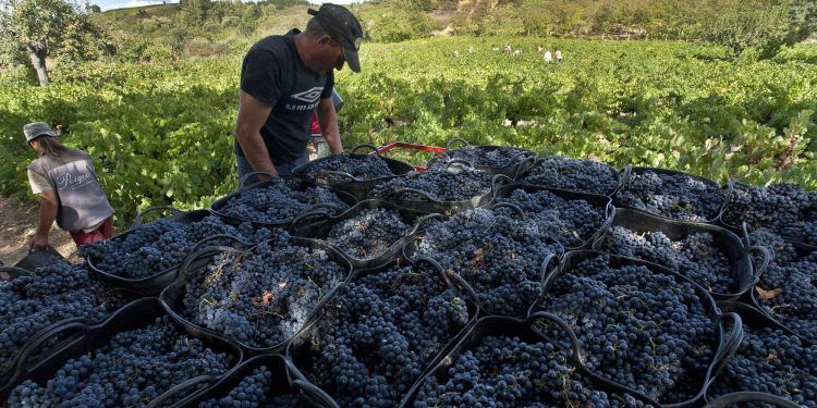 La DO Bierzo finaliza la vendimia con una producción de uva un 14,7% inferior al pasado año
