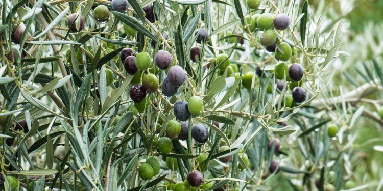 España, con un aumento del 21%, producirá el 49% del aceite de oliva mundial en la próxima campaña
