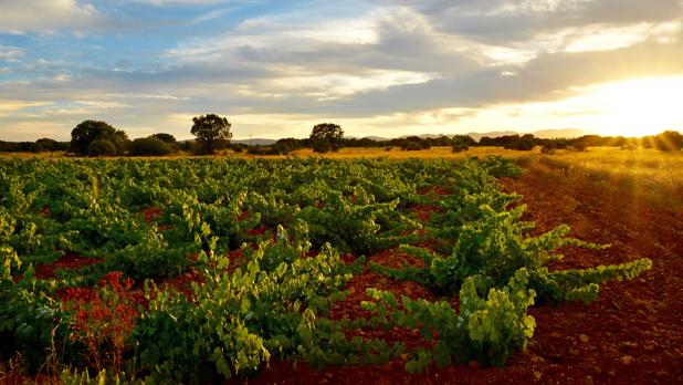 Selección semanal 28 de Noviembre –  Producción y comercio de vino en la UE en 2019