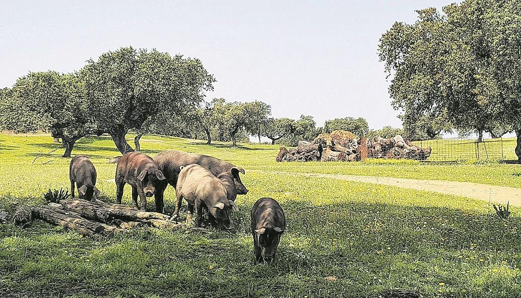 Selección Semanal 21 de Noviembre – SECTOR DEL IBERICO: La incertidumbre se instala en el sector del ibérico: El efecto dominó de la hostelería arrastra a ganaderos e industria