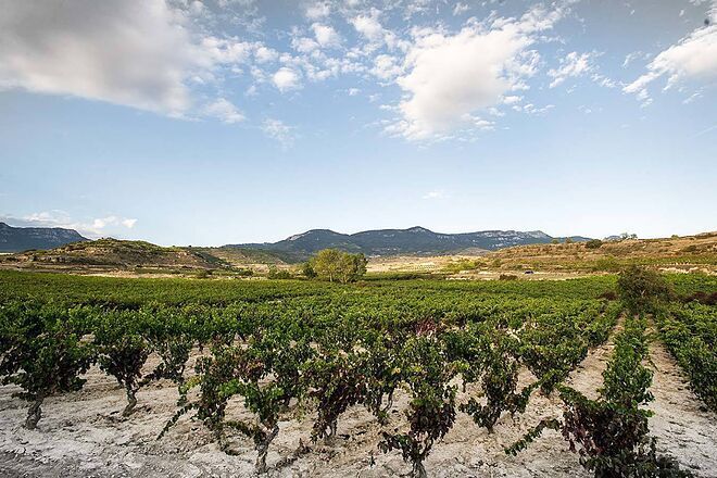 Vega Sicilia o Cinco Jotas: así es la transformación sostenible del consumo de «alto standing»