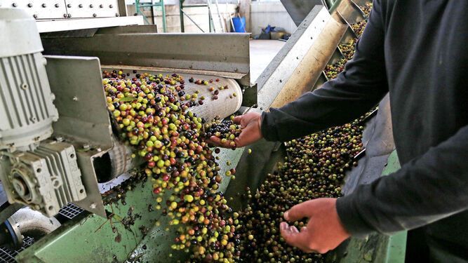 El optimismo llega por fin al aceite de oliva