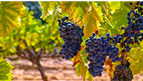 Los beneficios de la viticultura ecológica, la apuesta segura del sector del vino