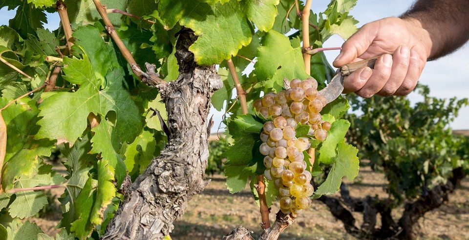 Las bodegas cifran ya las pérdidas en un 15% por la pandemia