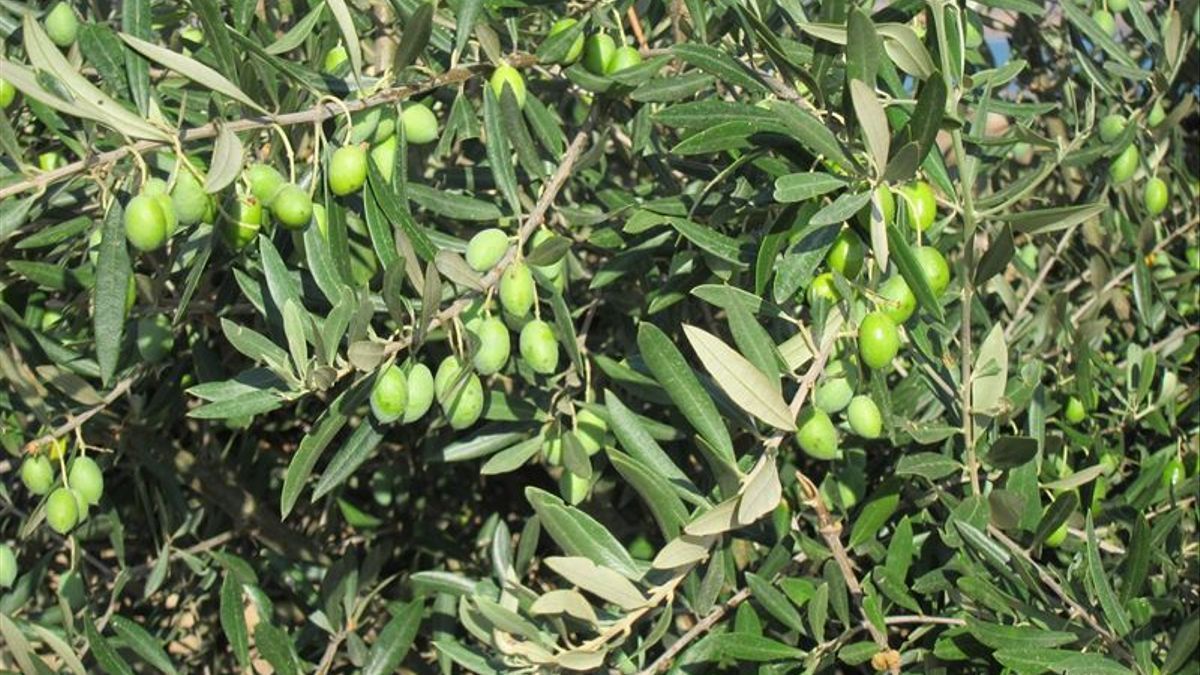 El sector del aceite de oliva español contempla un contexto internacional favorable para que se recuperen los precios