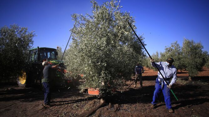 El aceite de oliva virgen extra, el producto agroalimentario andaluz que más se exporta