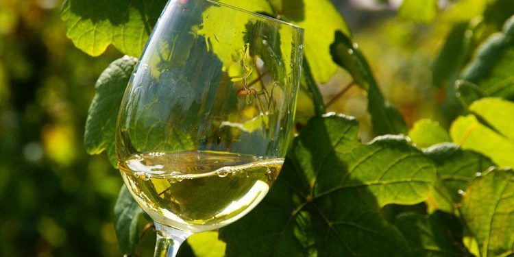 La vendimia de Bizkaiko Txakolina reduce finalmente las previsiones de producción