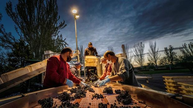 El sector del vino genera 427.700 puestos de trabajo, más del 2% de todo el empleo en España