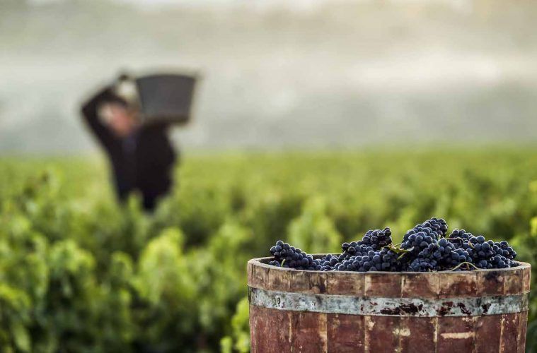 Los planes de la Denominación de Origen Rioja para 2021