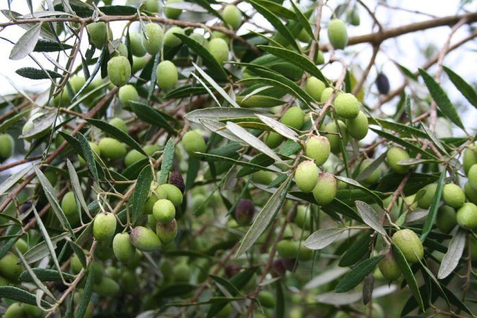 EEUU no revisará los aranceles al aceite envasado y la aceituna verde, un «fracaso diplomático» para el sector