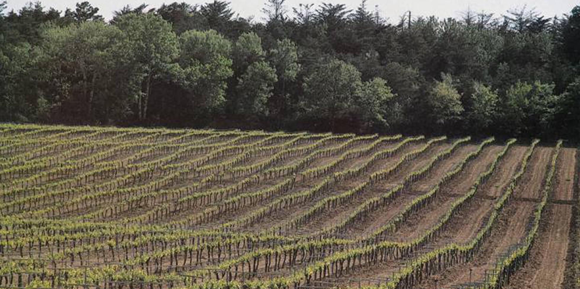 El Supremo dicta que el registro de un cava no tiene por qué pasar por el consejo regulador