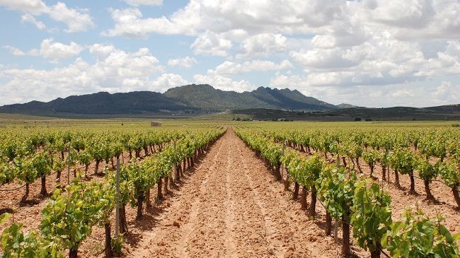 El vino de Jumilla busca asentarse en el mercado asiático y estrena su web en chino