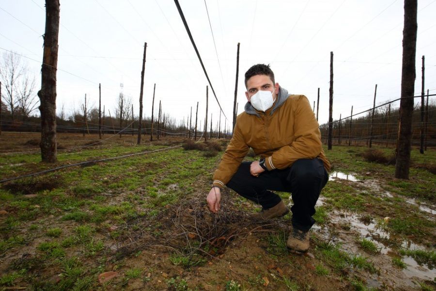 El lúpulo vuelve al Bierzo