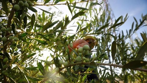 Consumo accede a sacar el aceite de oliva del etiquetado Nutriscore tras las quejas del sector