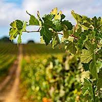 Bruselas se muestra renuente a dar más ayudas al vino, pero deja la decisión definitiva para el 26 de abril